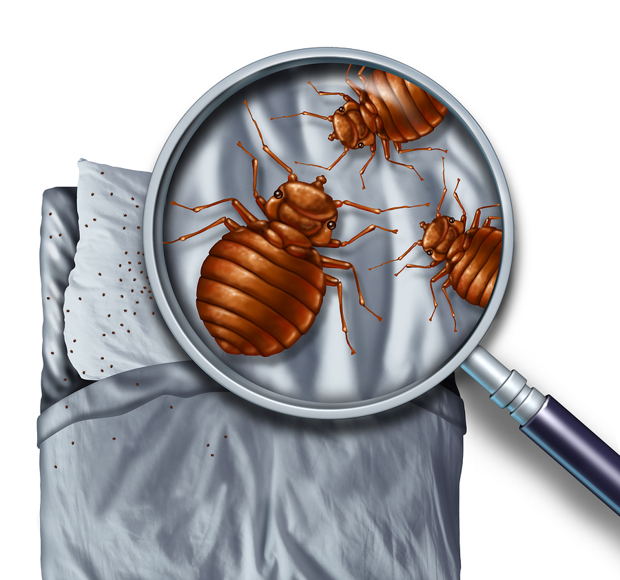 Commercial Pest Control: Safeguarding Your Business's Reputation